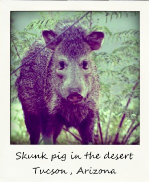 Polaroid de la semaine :Un cochon mouffette dans le désert | Tucson, Arizona