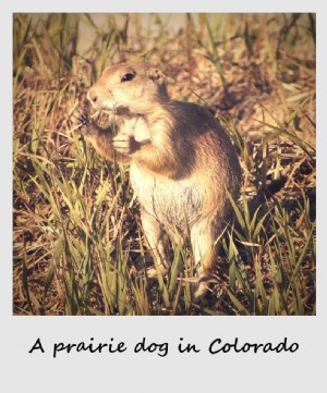 Polaroid de la semaine :Le chien de prairie le plus mignon du Colorado