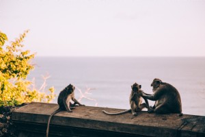 Un singe lèche ses enfants au soleil couchant Photo 