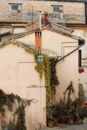 Côté d un bâtiment avec des vignes poussant sur le côté Photo 