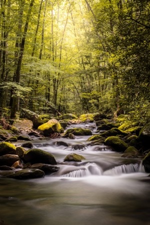 Photo d une forêt verte et d une photo de rivière moussue 