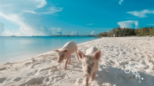 8 de nuestras razones favoritas para escapar a las Bahamas 