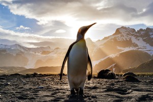 5 Pertanyaan yang Harus Anda Tanyakan Sebelum Mengambil Pesiar Antartika 