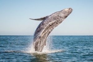 I posti migliori per l osservazione delle balene 