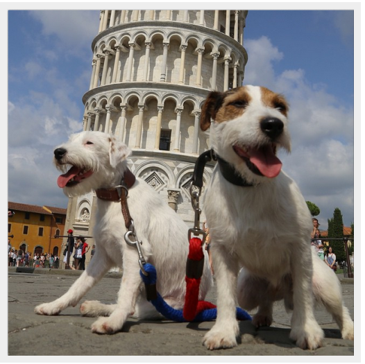 Incontra i cani più viaggiati al mondo 