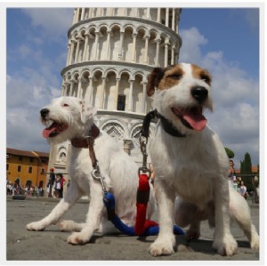 Temui Anjing-anjing Paling Sering Bepergian di Dunia 