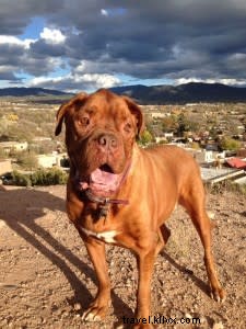 Santa Fe :le régal ultime pour les chiens 