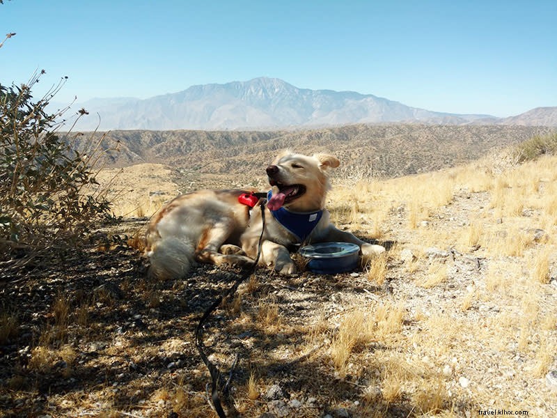 Trail Tails :randonnées adaptées aux chiens dans le Grand Palm Springs 