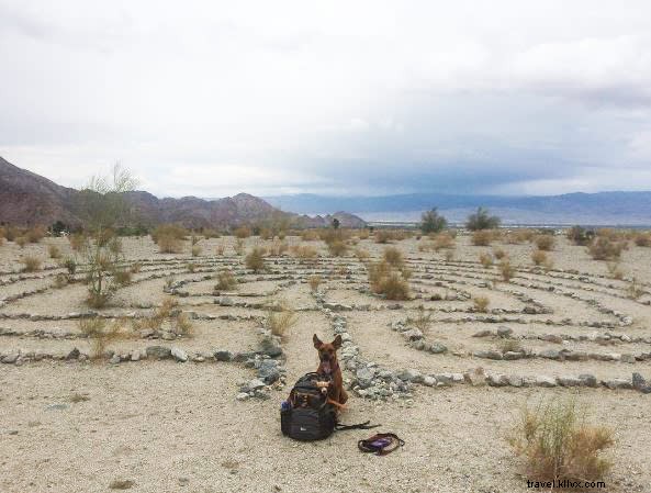Trail Tails :randonnées adaptées aux chiens dans le Grand Palm Springs 