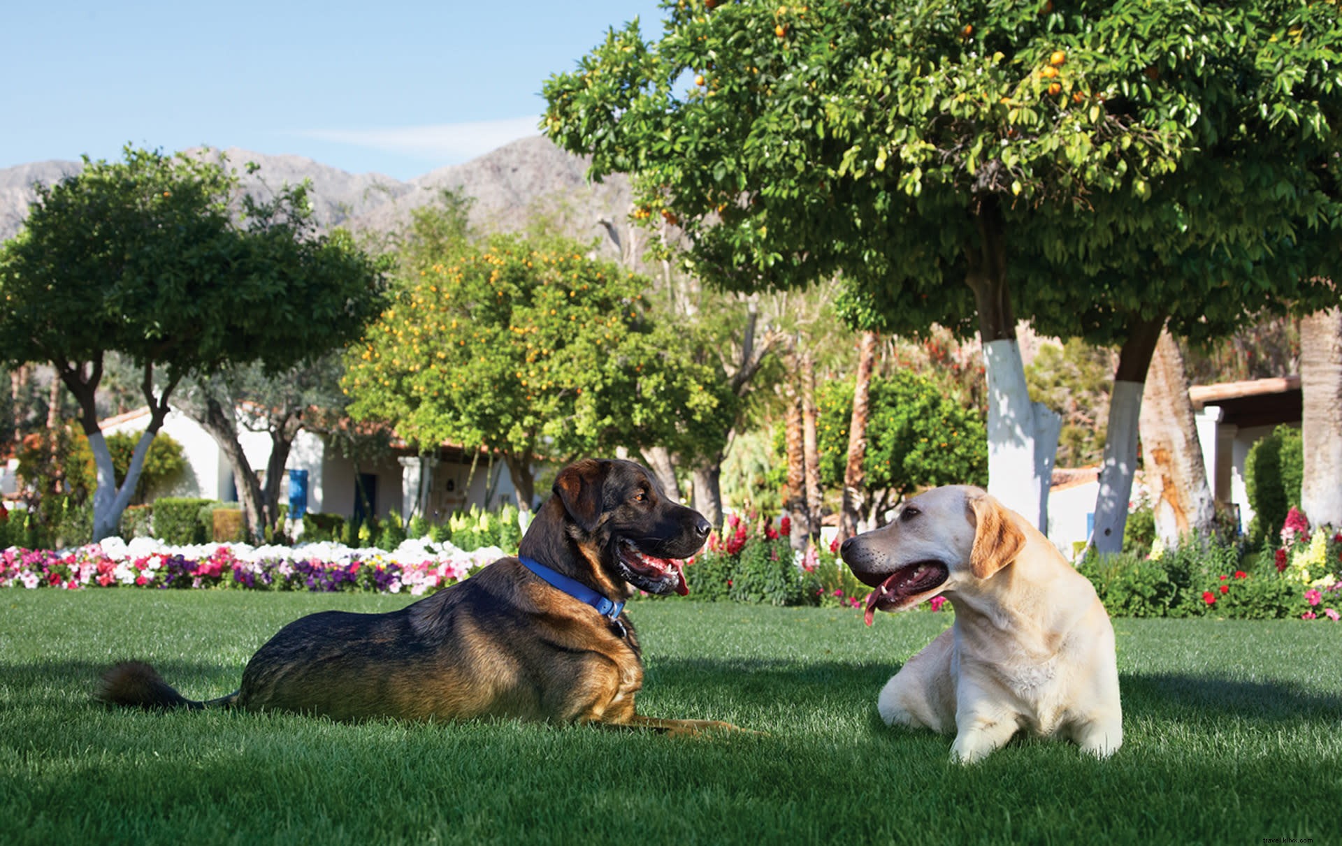 Hotel per cani per una buona vacanza Doggone a Greater Palm Springs 