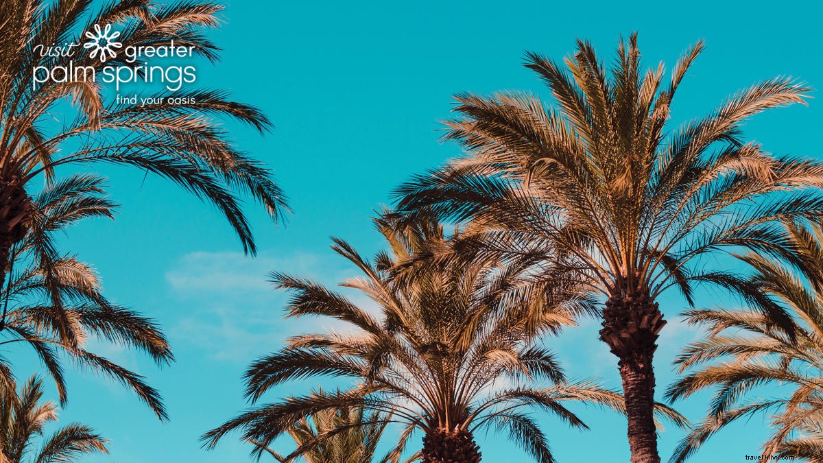 Latar Belakang Zoom Palm Springs yang Lebih Besar untuk Rapat Virtual Anda Berikutnya! 