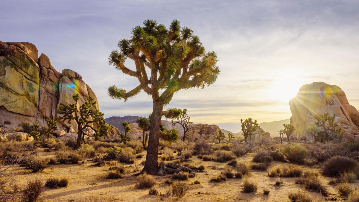 Inspiration pour une excursion d une journée :explorez Joshua Tree et le haut désert 
