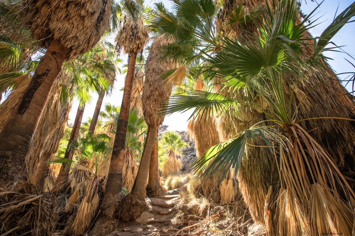 Les meilleurs endroits pour prendre des photos de la nature à Greater Palm Springs 
