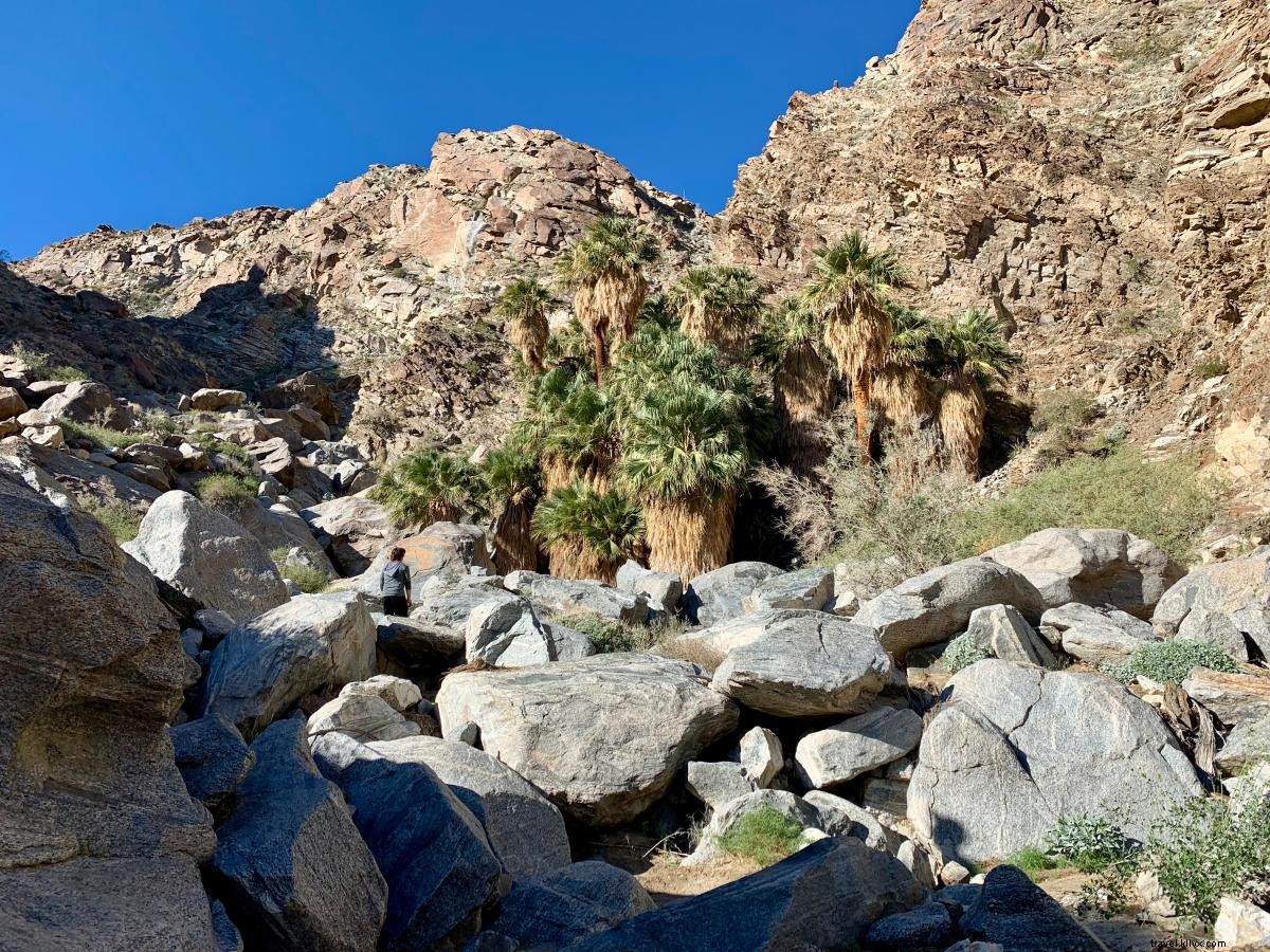 5 caminatas fáciles en Greater Palm Springs 