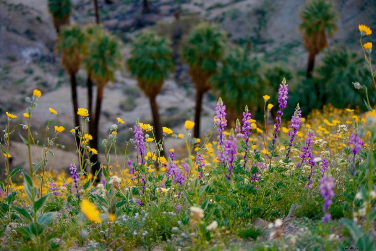 California Super Bloom:Tempat Melihat Bunga Liar di Greater Palm Springs 