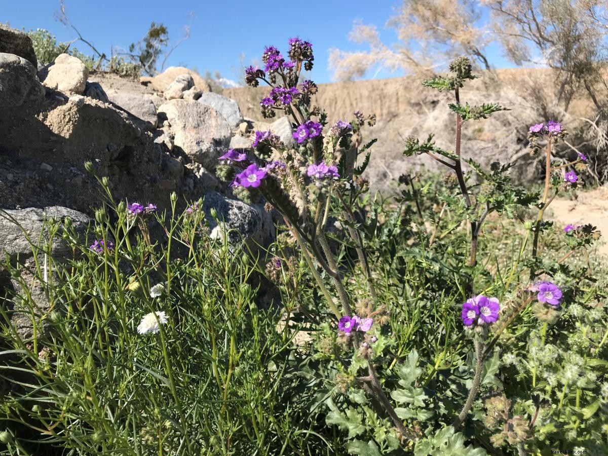 California Super Bloom:Tempat Melihat Bunga Liar di Greater Palm Springs 
