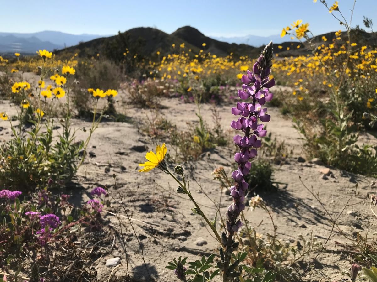 カリフォルニアスーパーブルーム：グレーターパームスプリングスの野花を見る場所 
