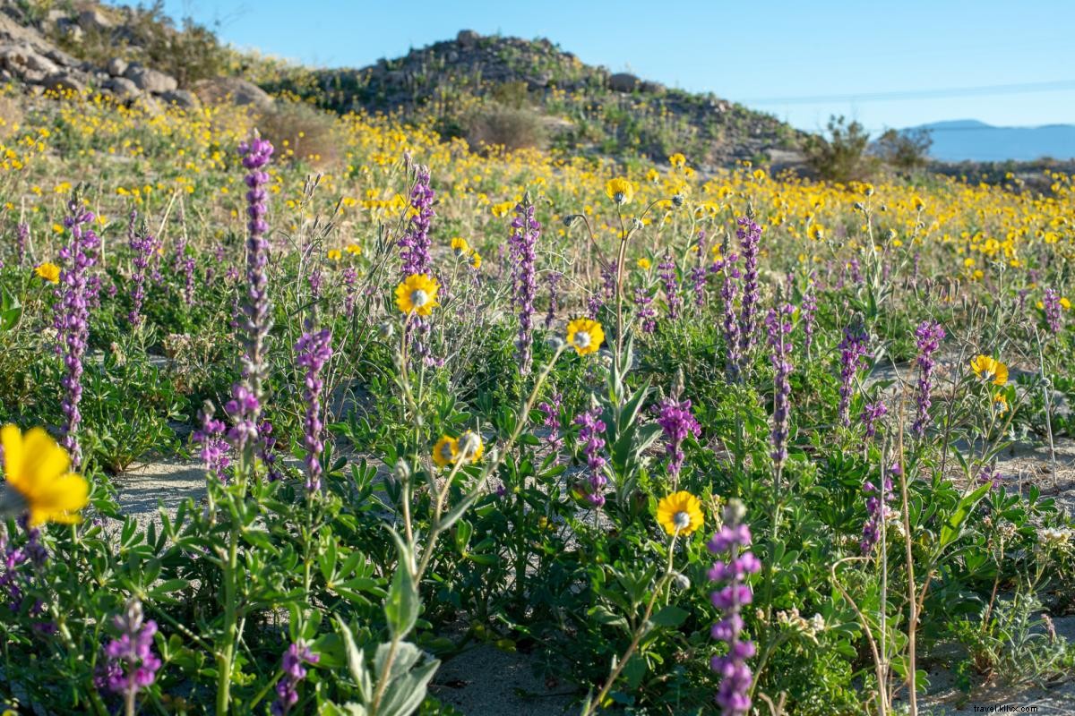 California Super Bloom:dove vedere i fiori di campo a Greater Palm Springs 