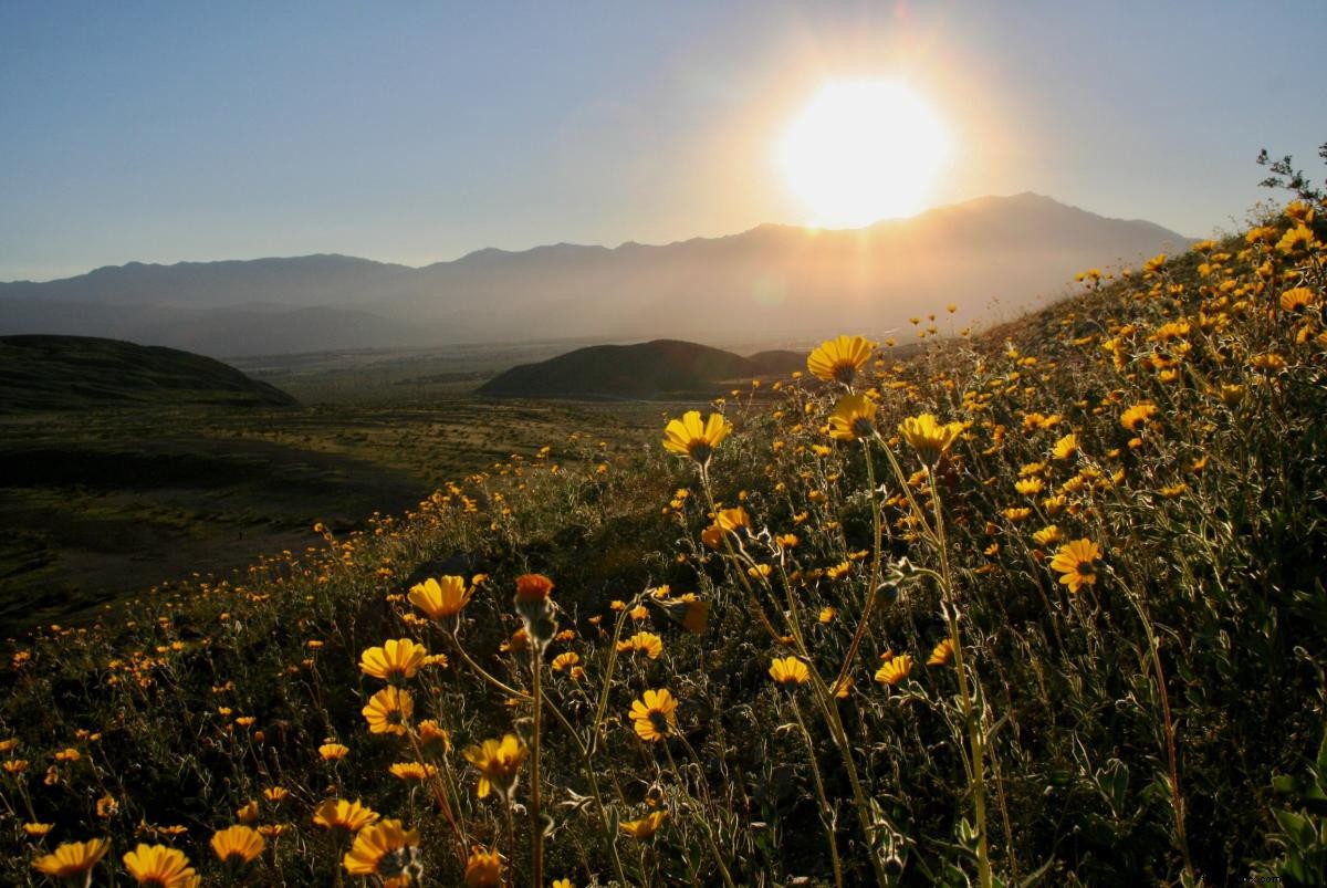 California Super Bloom:dónde ver flores silvestres en Greater Palm Springs 