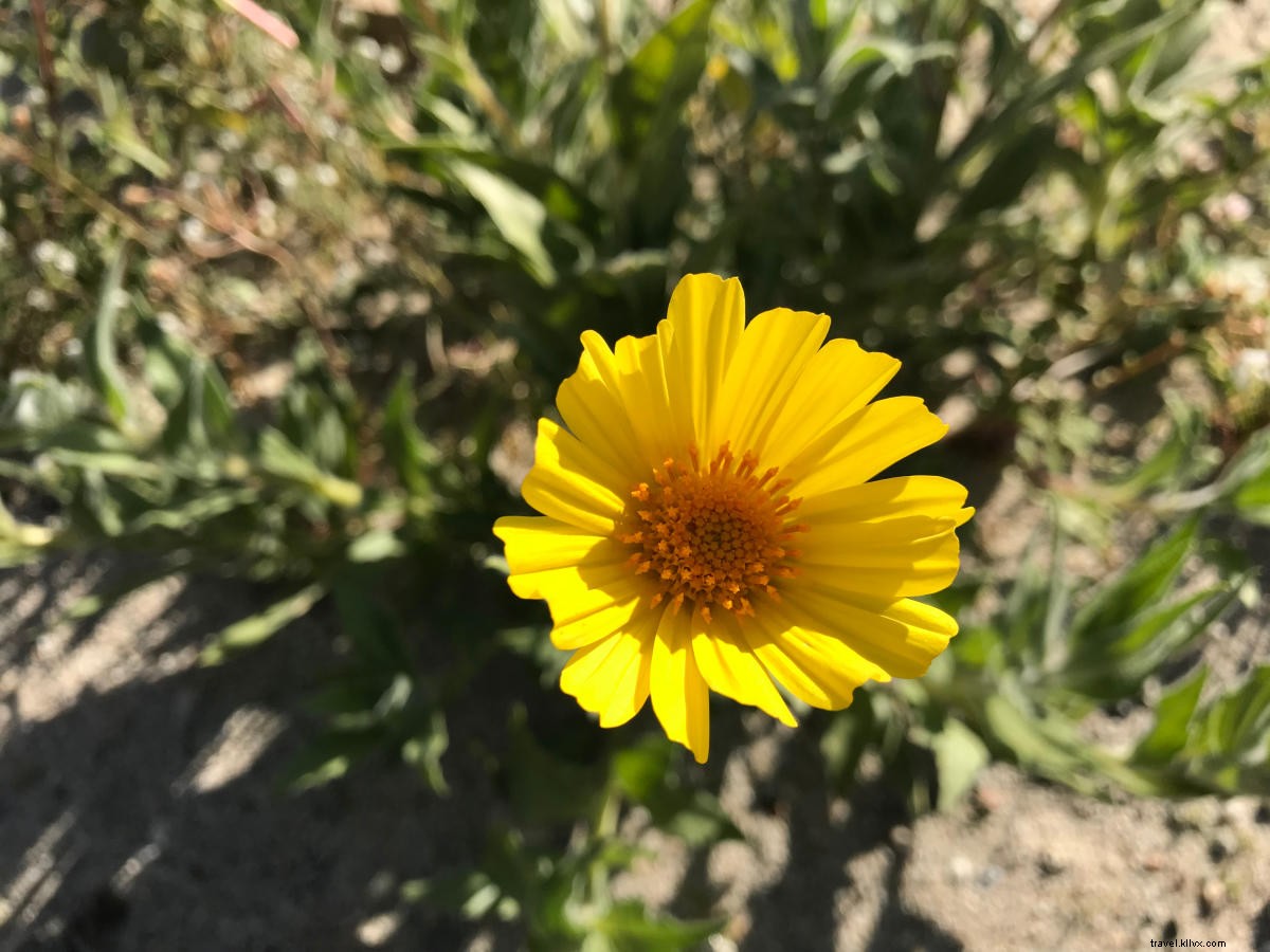 California Super Bloom:dove vedere i fiori di campo a Greater Palm Springs 