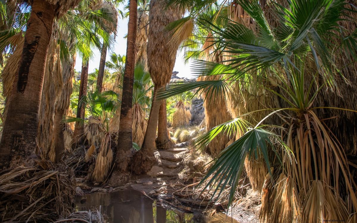 9 Pendakian Indah dan Sederhana di Greater Palm Springs 