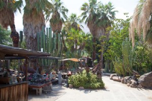Le guide des amoureux des plantes à Greater Palm Springs 