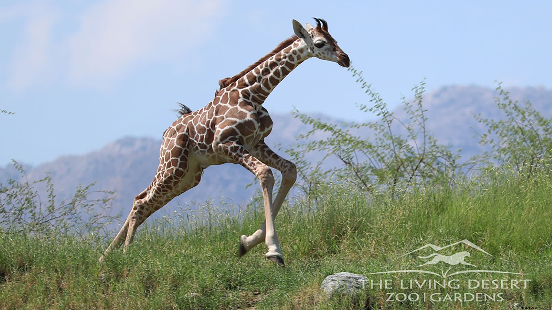 Festeggia l anno della giraffa al Living Desert 