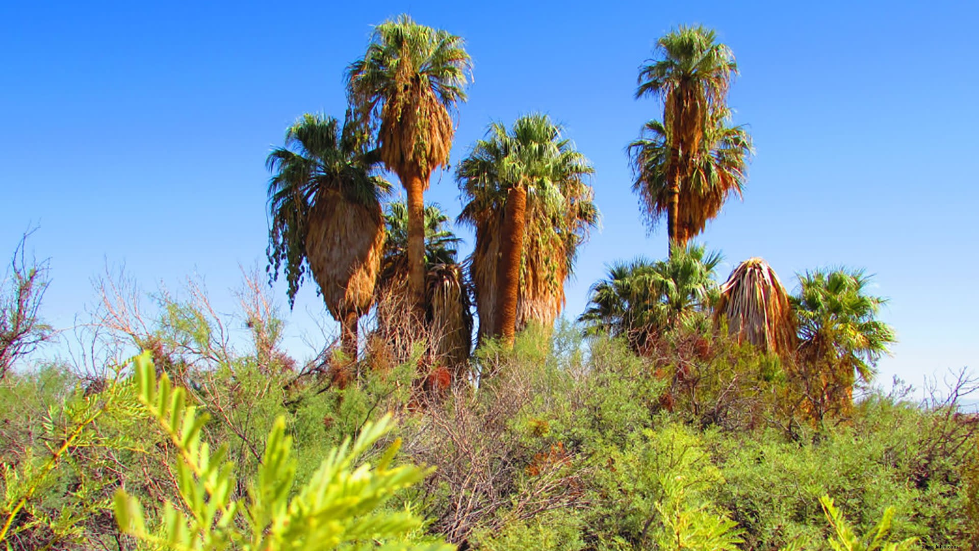 Las mejores caminatas por los oasis en Greater Palm Springs 