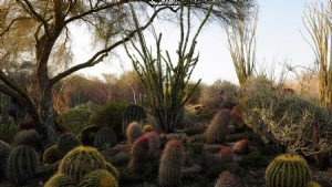 Temukan Pengalaman  Oasis Eksklusif  di Greater Palm Springs 