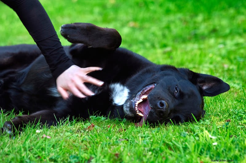 あなたの犬を甘やかす：グレーターパームスプリングスの犬のブティック 