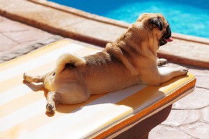 Planeje a fuga perfeita para cães em Greater Palm Springs 