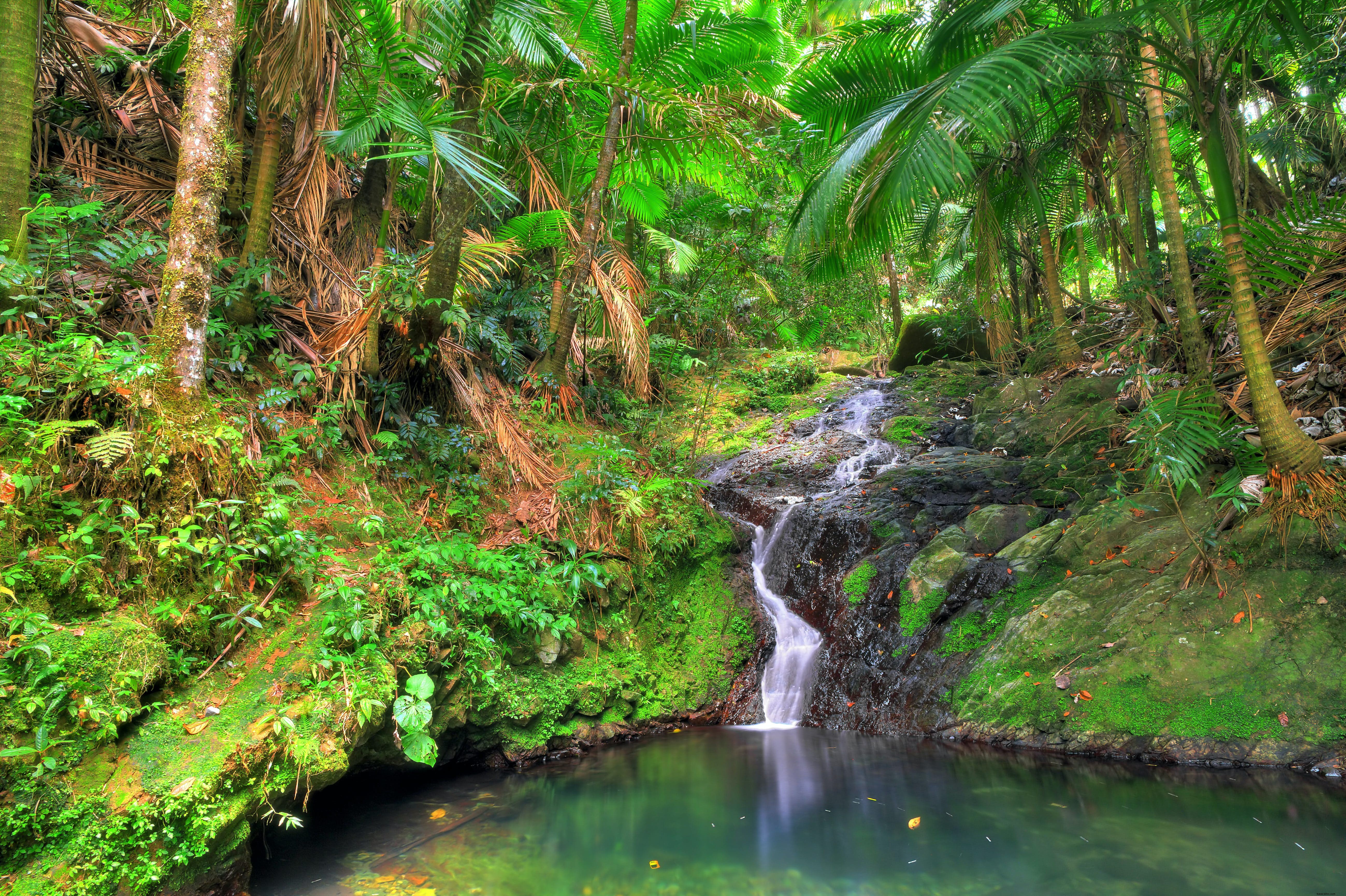 Floresta Nacional El Yunque 