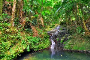 Forêt nationale d El Yunque 