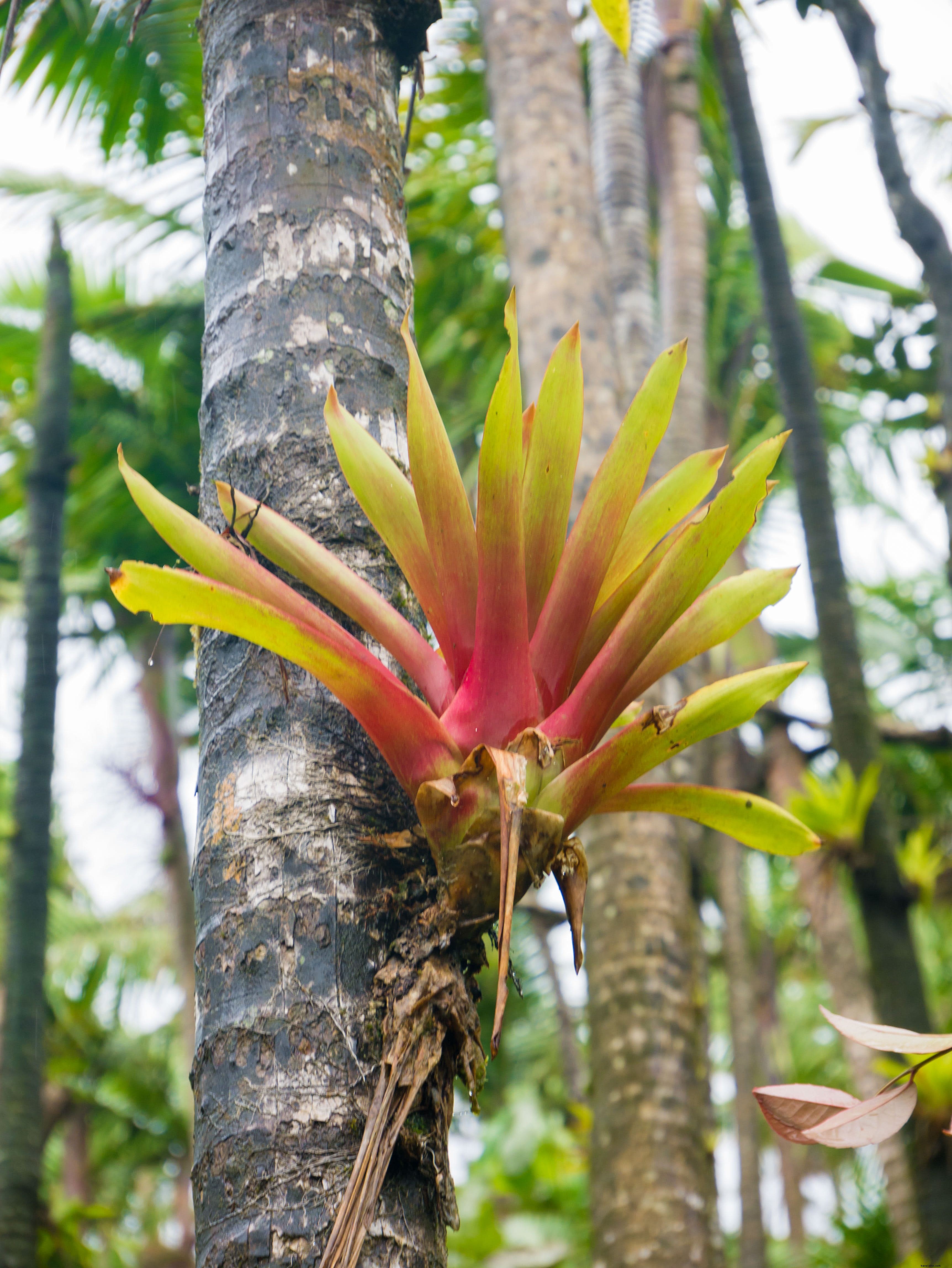 Forêt nationale d El Yunque 