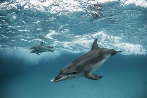 Casa de los delfines 