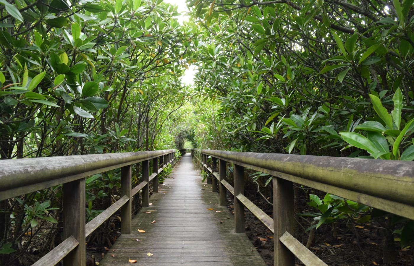Retour à la nature à Okinawa :explorer la splendeur naturelle de la région 