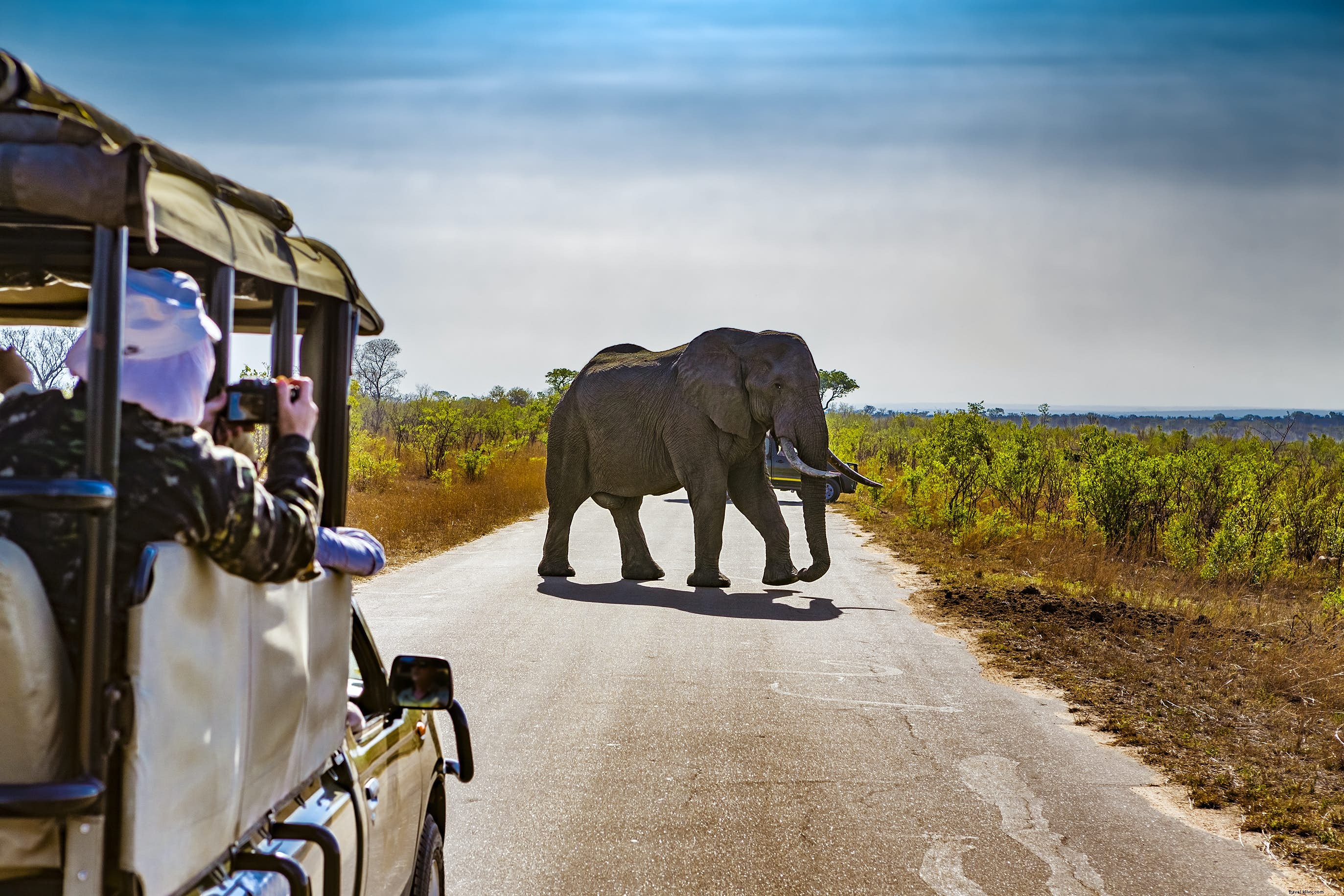 Safaris en Sudáfrica para principiantes:8 cosas que debe saber antes de reservar 