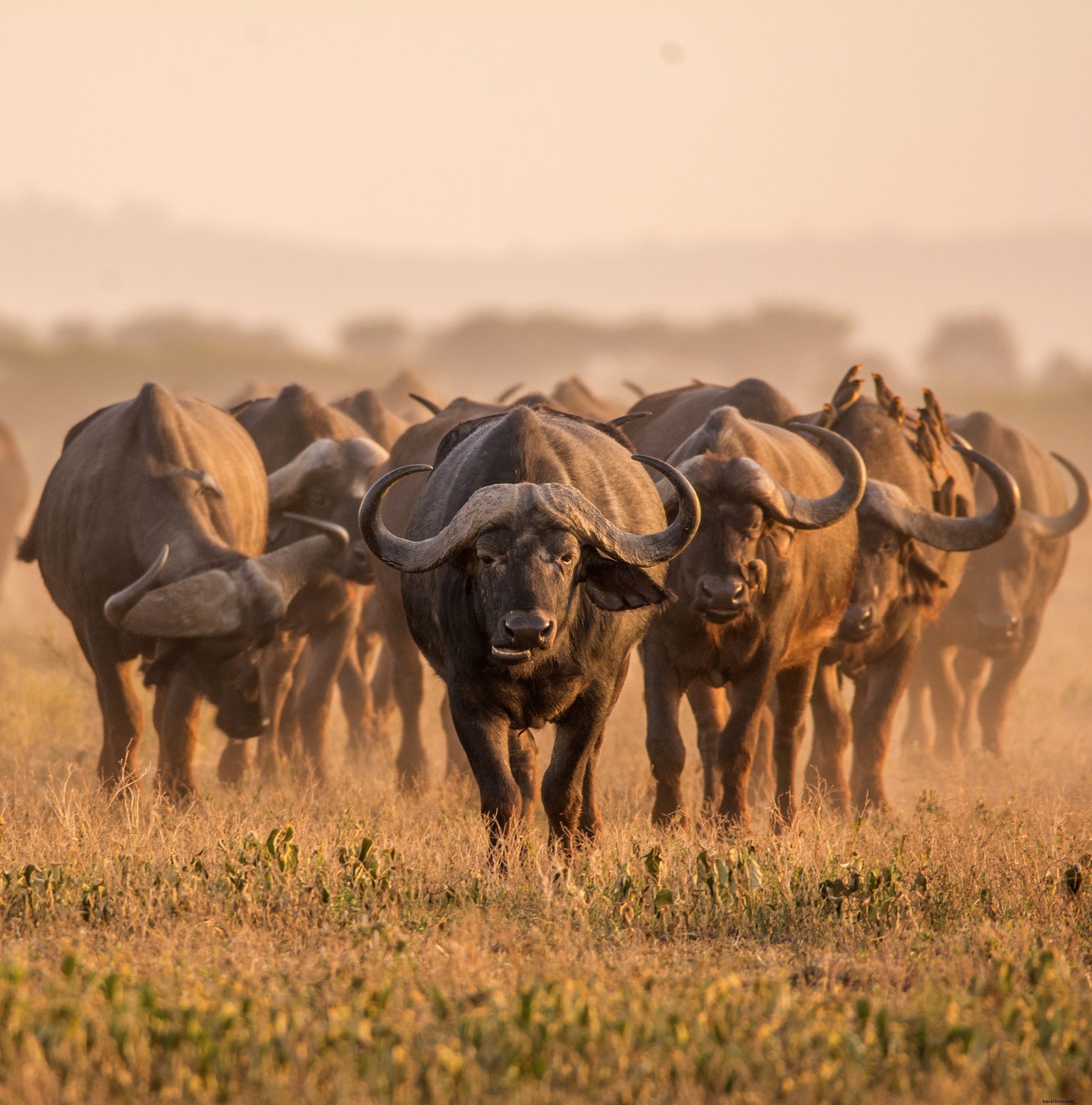 Safaris en Sudáfrica para principiantes:8 cosas que debe saber antes de reservar 