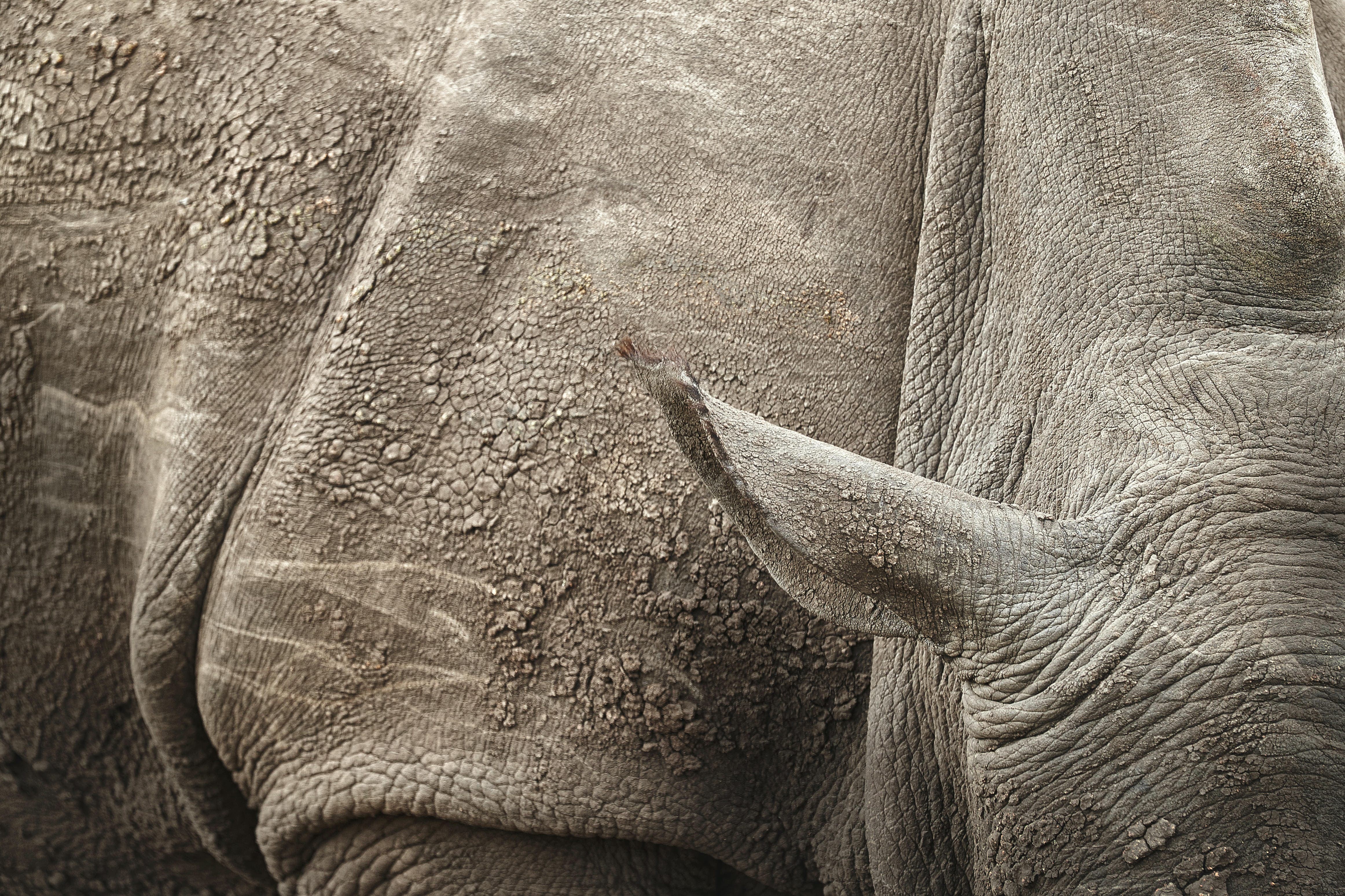 Come i bracconieri di rinoceronti hanno approfittato della pandemia e come puoi aiutarli a fermarli 
