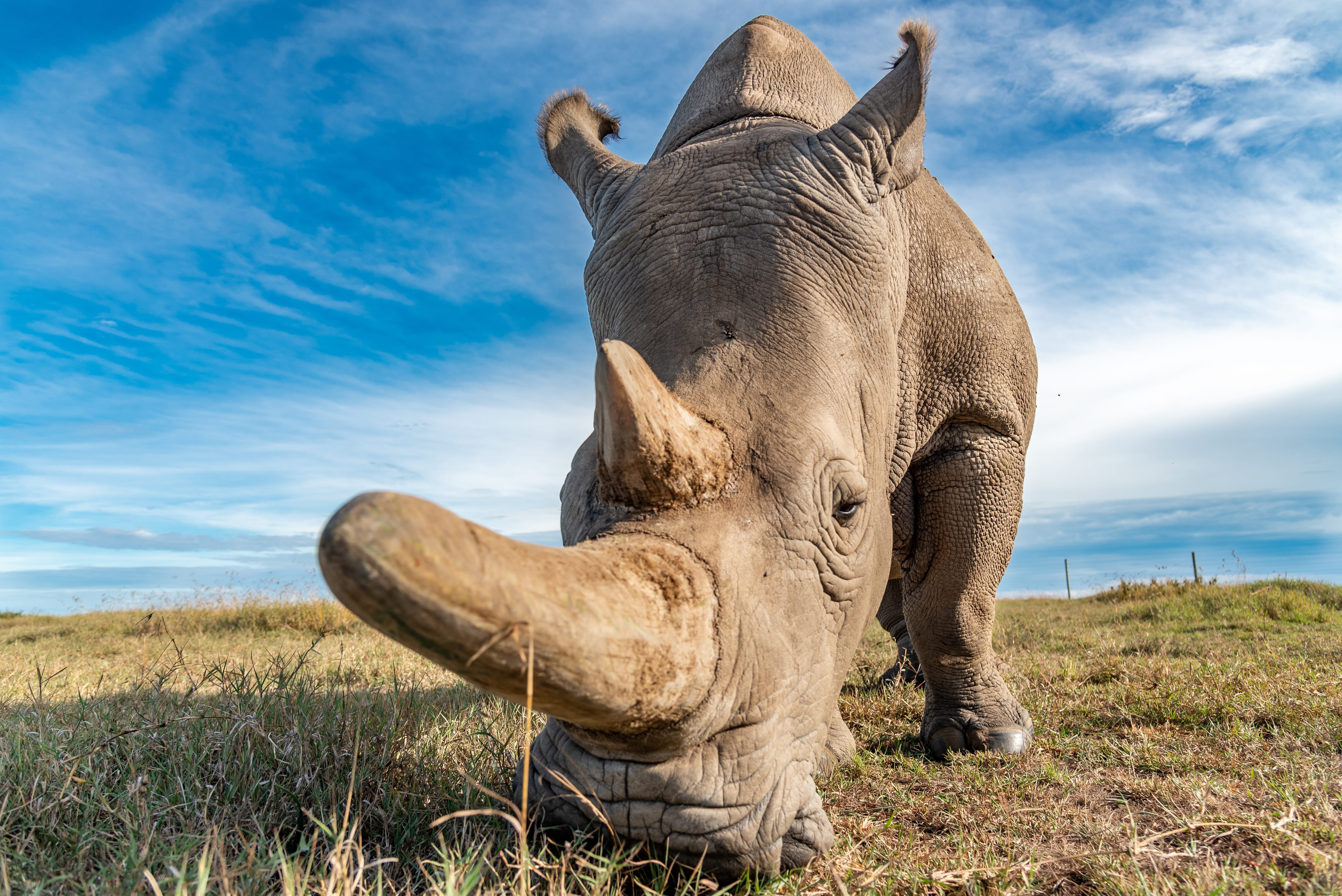 Cómo los cazadores furtivos de rinocerontes se aprovecharon de la pandemia y cómo puede ayudar a detenerlos 
