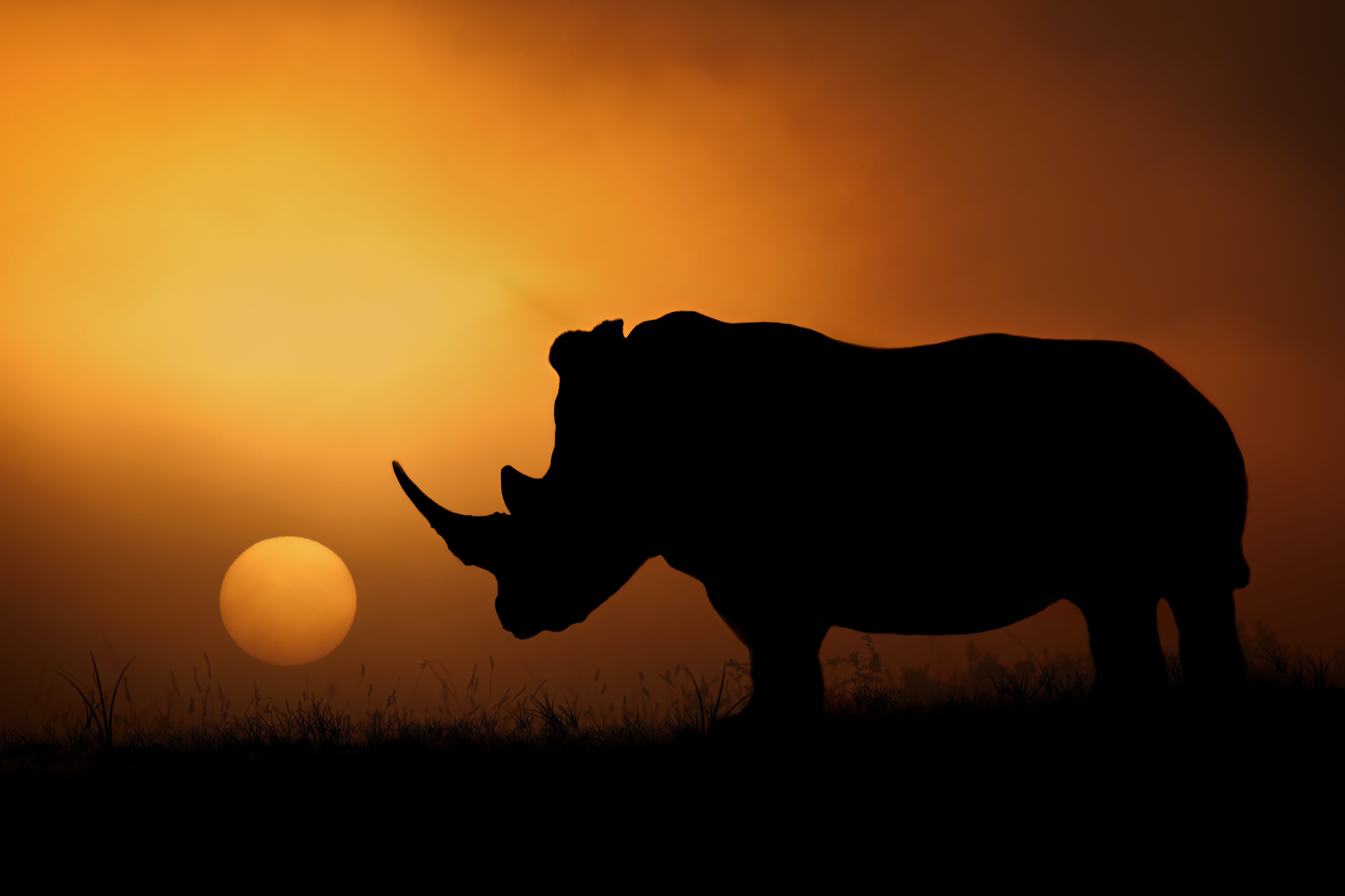 Cómo los cazadores furtivos de rinocerontes se aprovecharon de la pandemia y cómo puede ayudar a detenerlos 