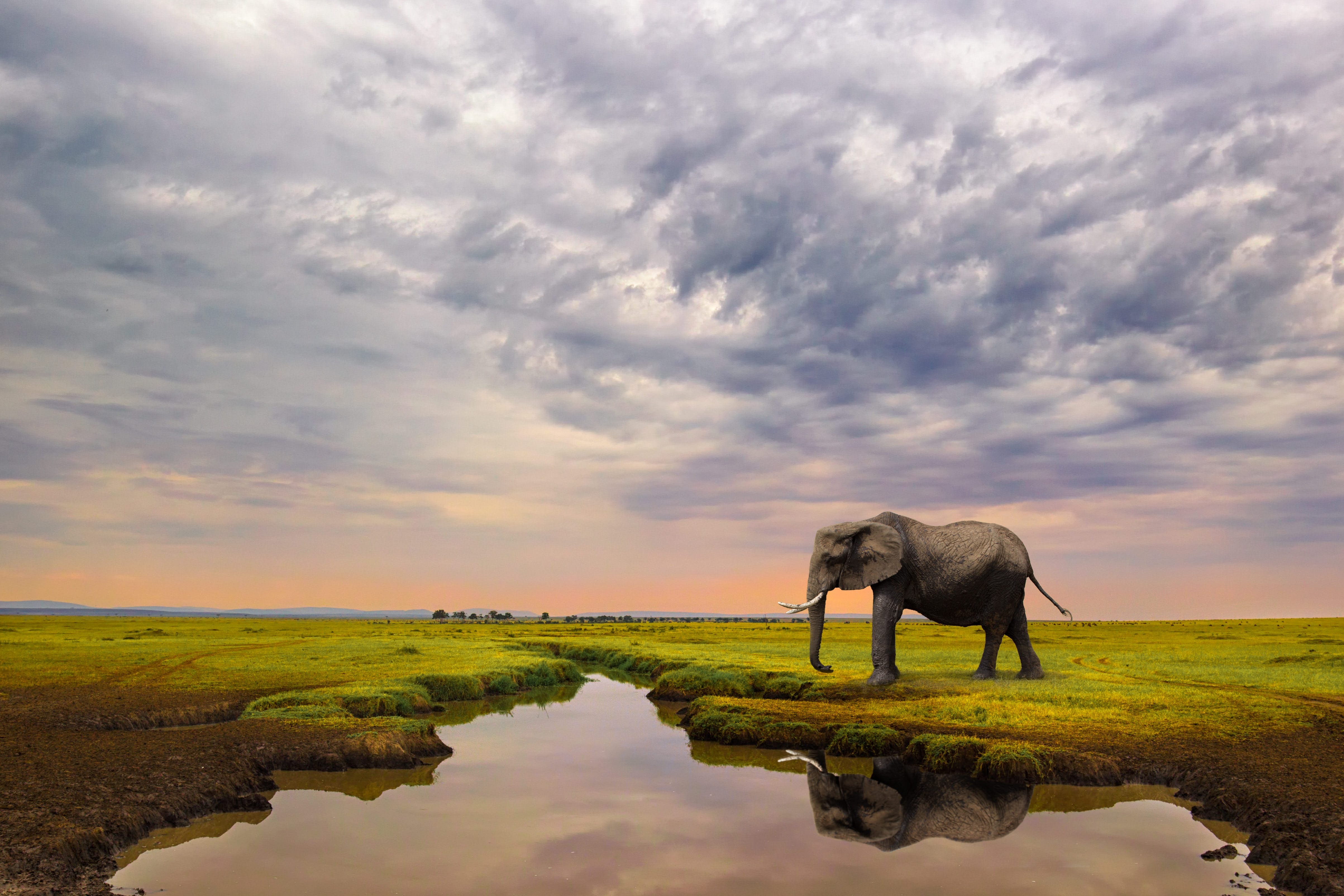 Este site tem como objetivo encontrar os melhores lugares para observação da vida selvagem na África 