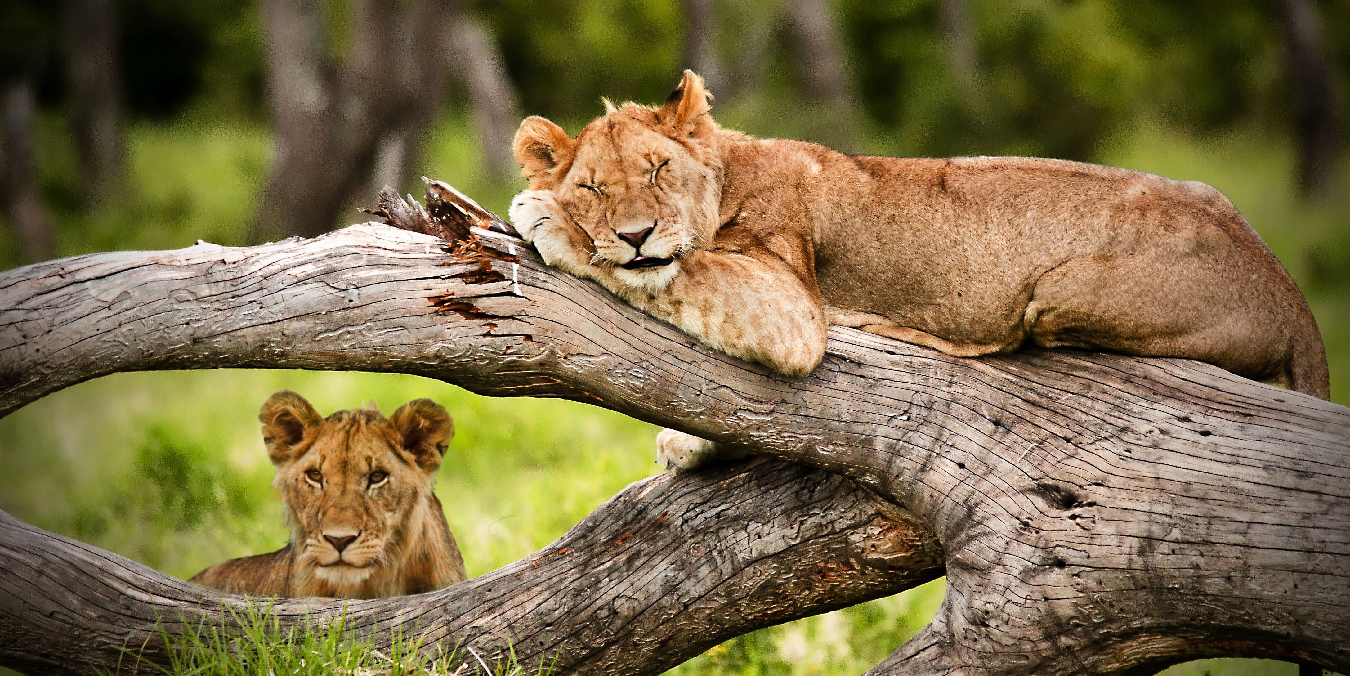 Este site tem como objetivo encontrar os melhores lugares para observação da vida selvagem na África 
