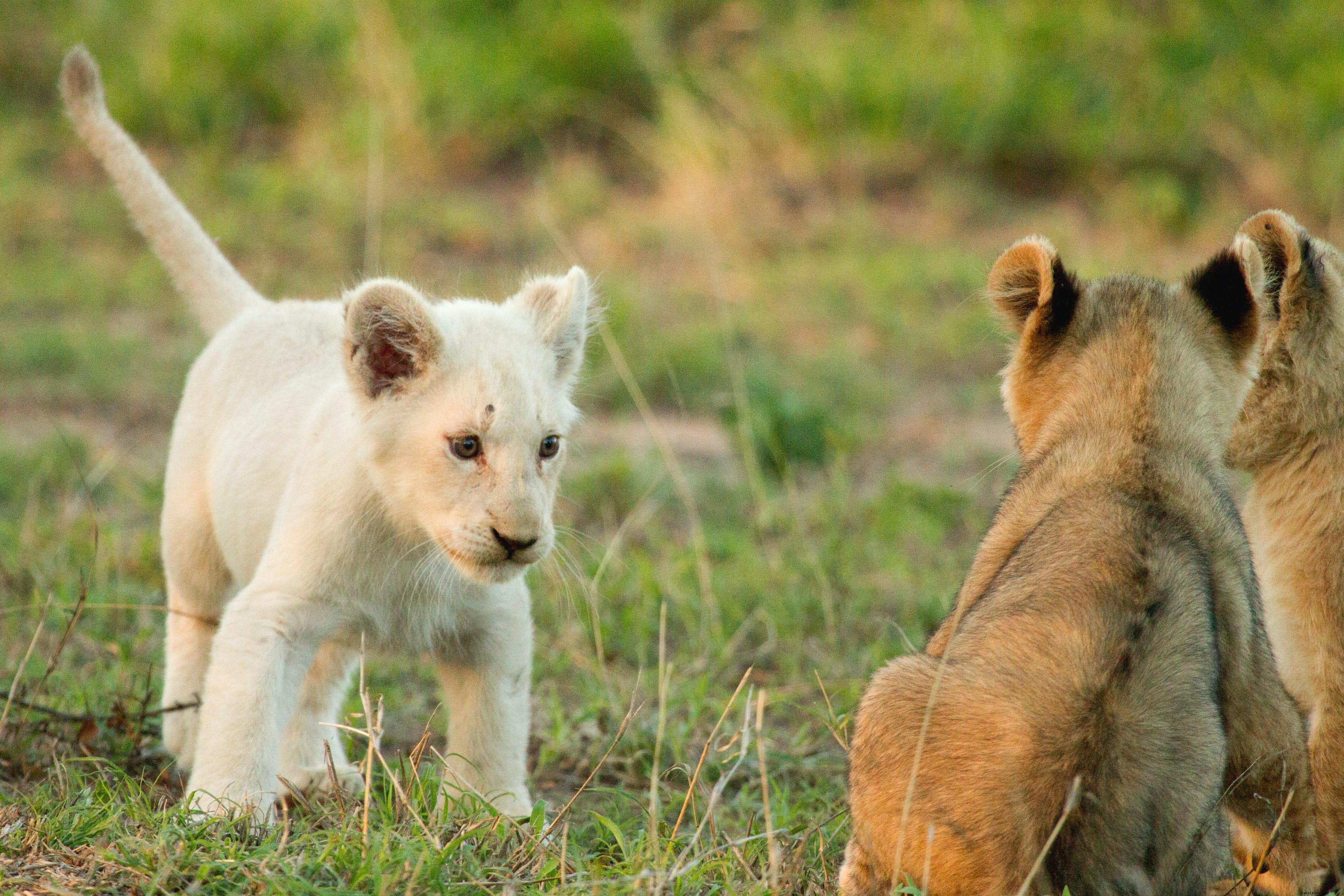 Trasformare il mito in realtà:i leoni bianchi di Timbavati 