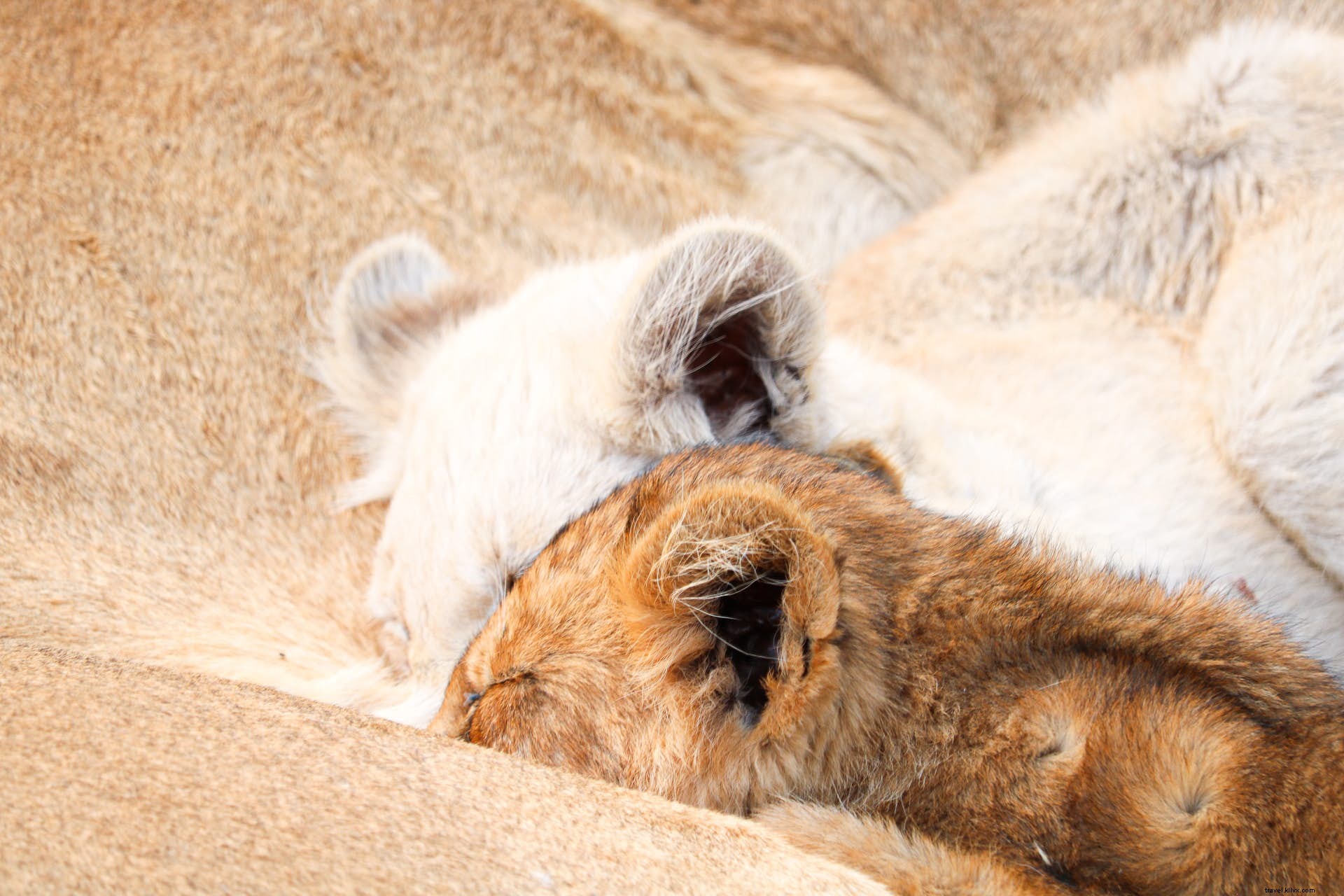 Transformando mito em realidade:os leões brancos de Timbavati 