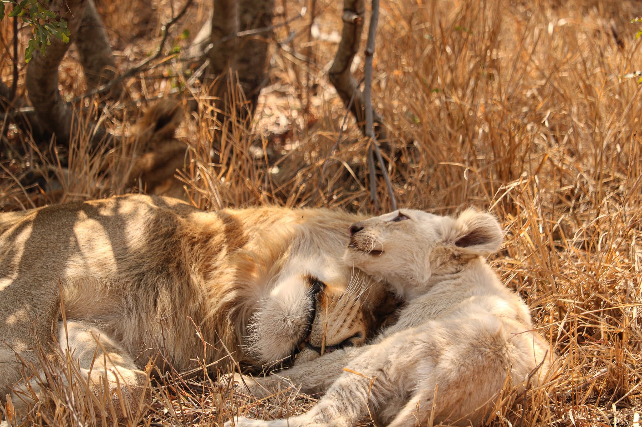 Transformando mito em realidade:os leões brancos de Timbavati 