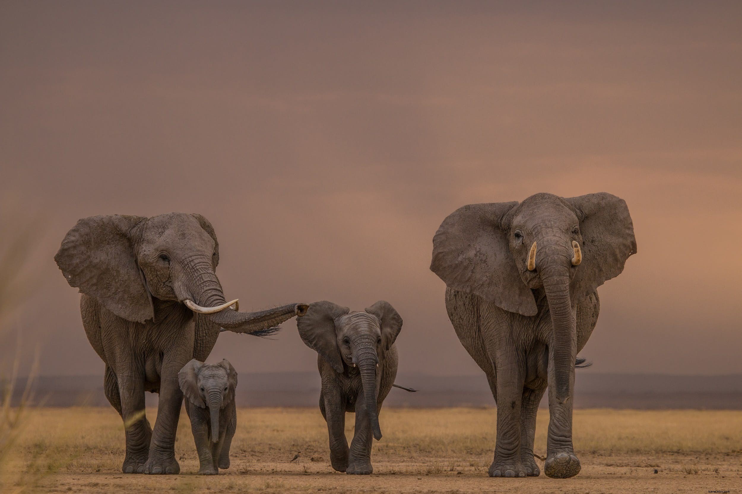 サファリ動物：象の物語（そして象を見るのに最適な場所） 