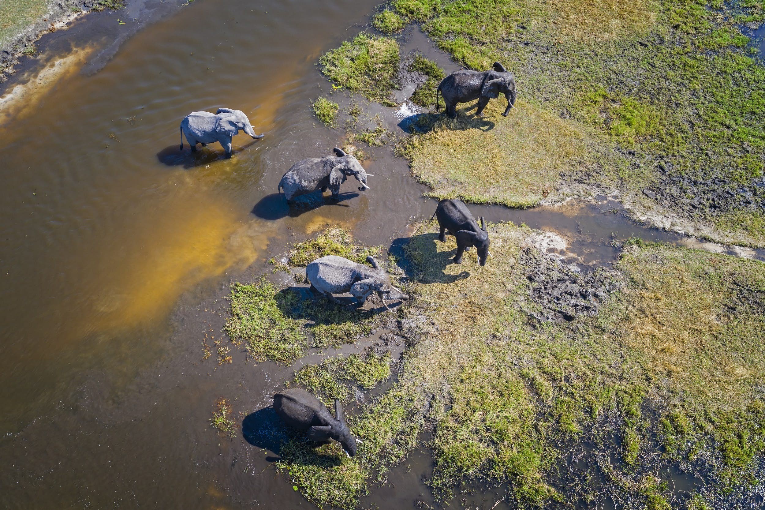 Safari hewan:kisah gajah (dan tempat terbaik untuk melihat mereka) 