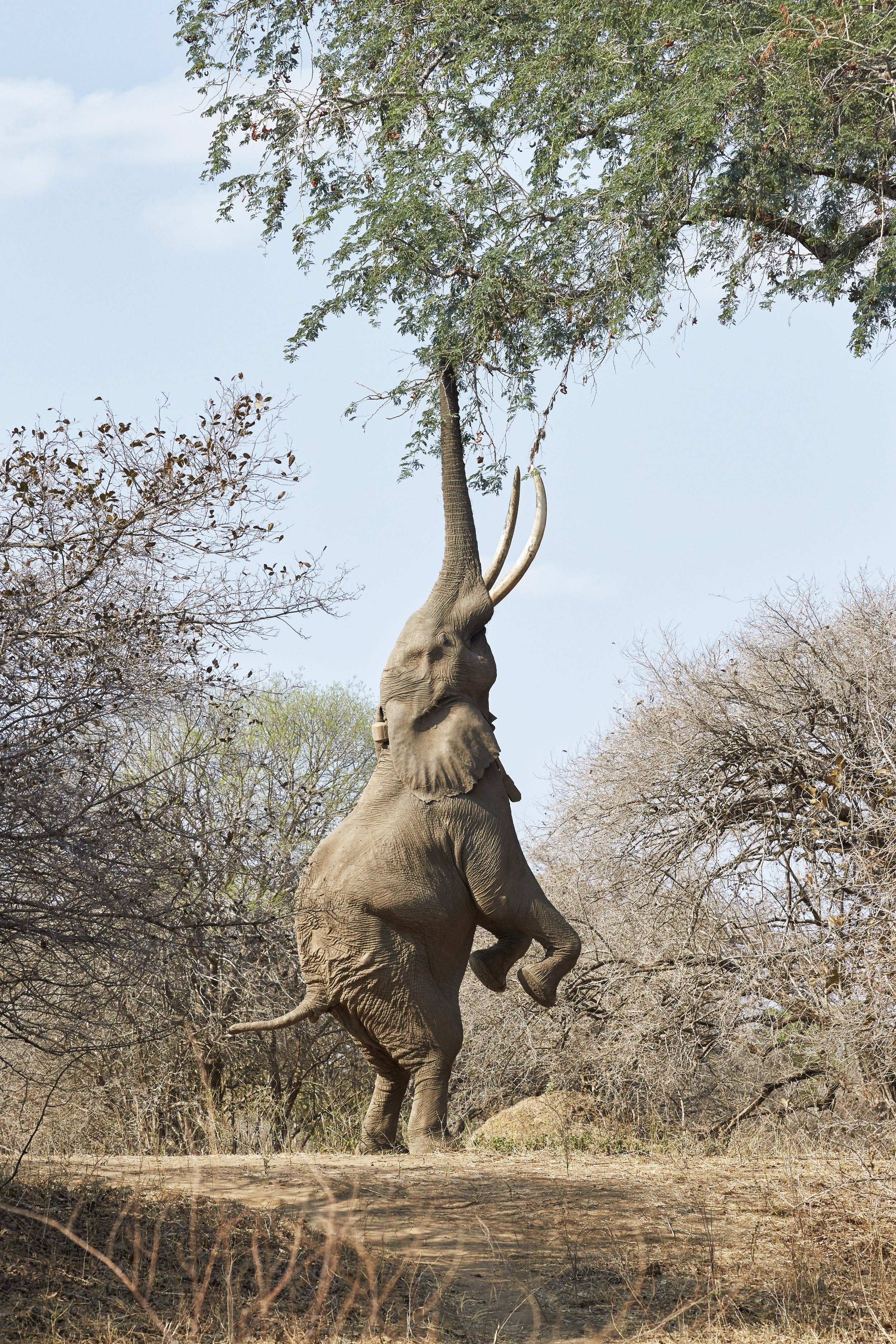 Animais Safari:a história dos elefantes (e os melhores lugares para vê-los) 