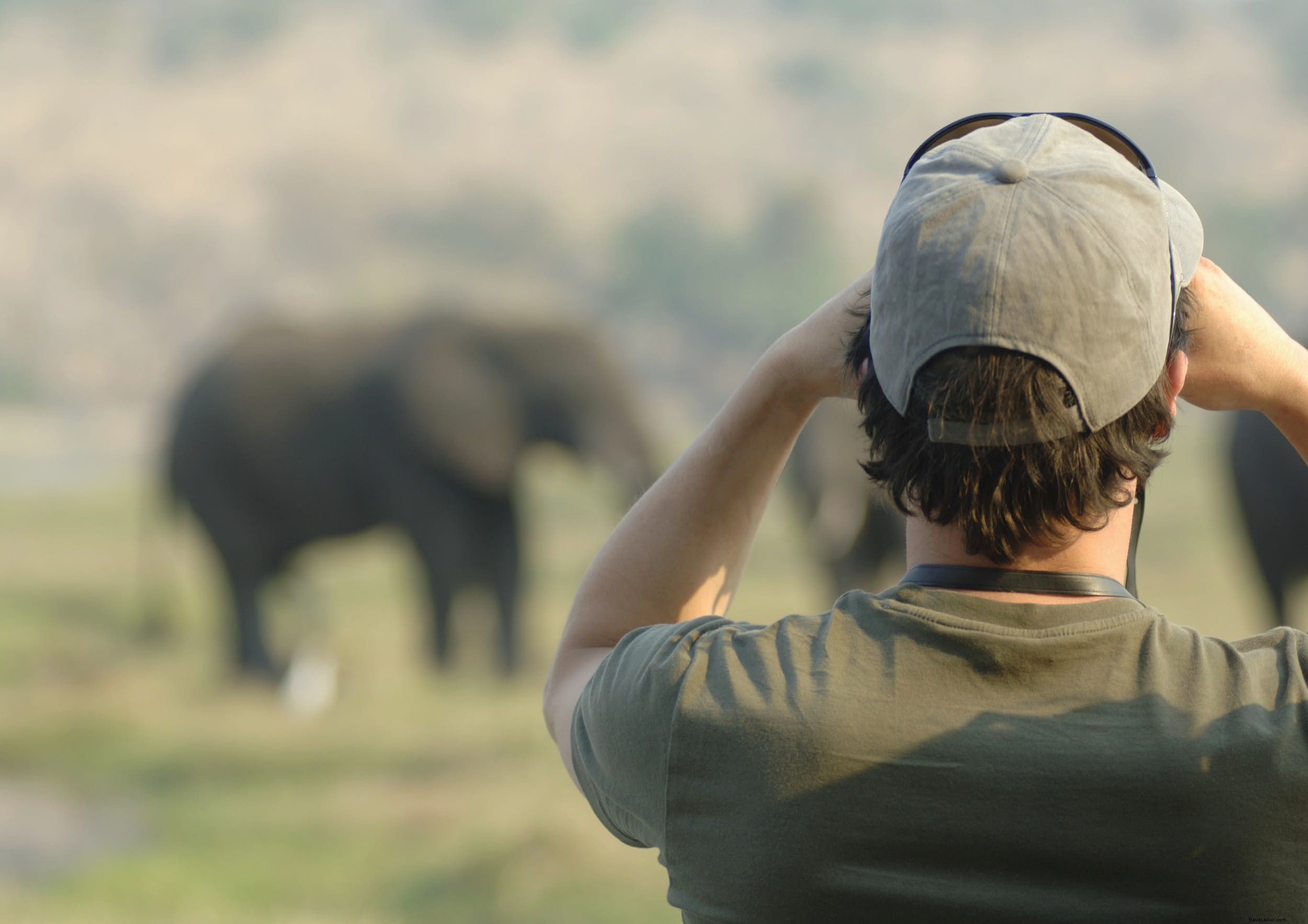 Animales de safari:la historia de los elefantes (y los mejores lugares para verlos) 